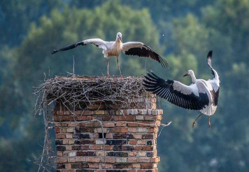 Expert Chimney Animal Removal in Seal Beach, CA Professional Chimney Animal Removal Services in Seal Beach, California