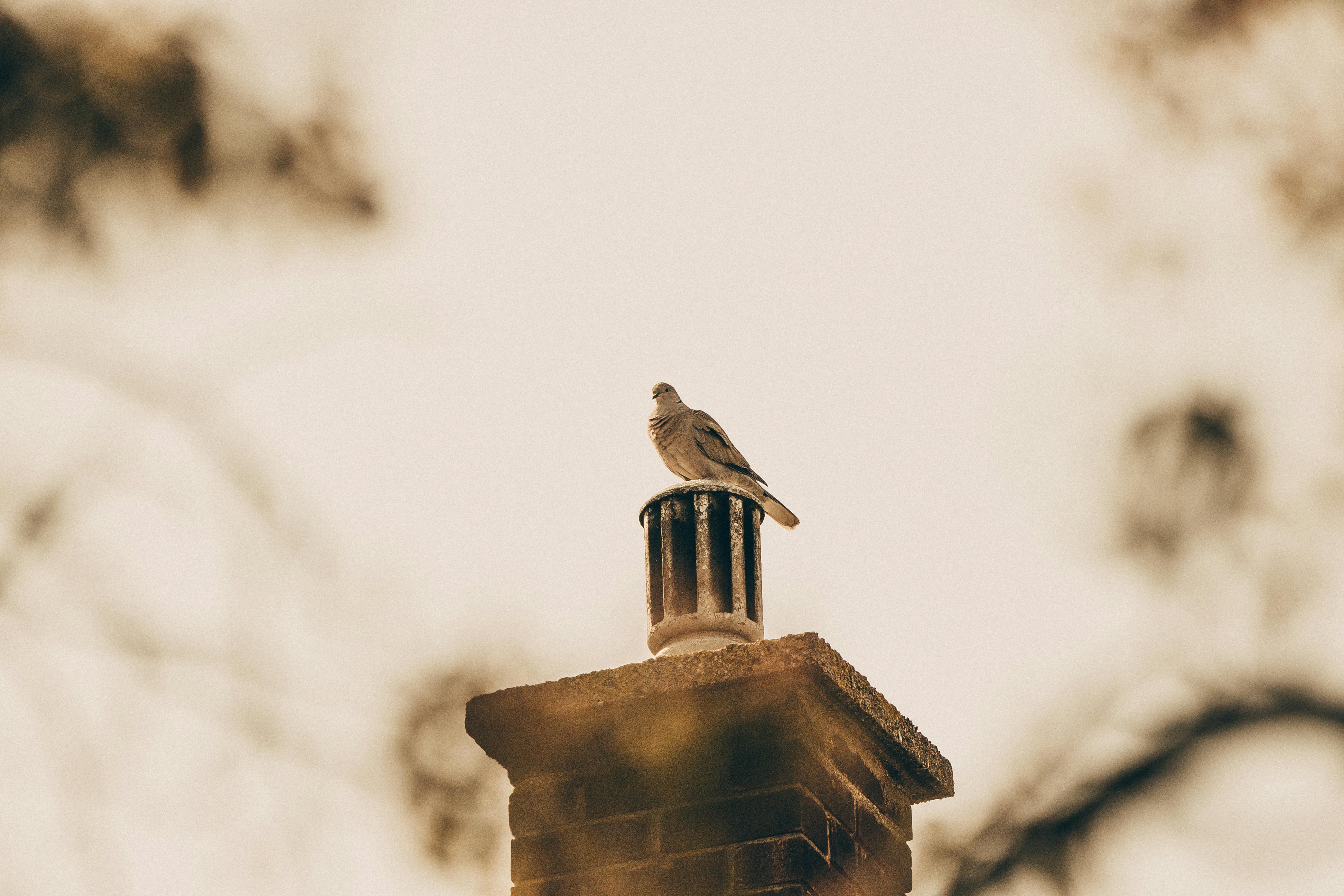 Quality Chimney Caps and Dampers Installation in Seal Beach, CA Professional Chimney Cap and Damper In Seal Beach California
